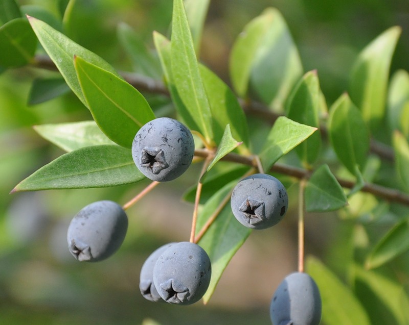 Image of Myrtus communis specimen.