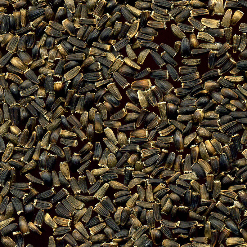 Image of Cichorium intybus specimen.