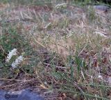 Falcaria vulgaris
