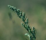 Artemisia vulgaris. Верхушка побега с нераспустившимися соцветиями. Московская обл., Раменский р-н, окр. ж.-д. платформы Хрипань, залежь. 31.07.2015.