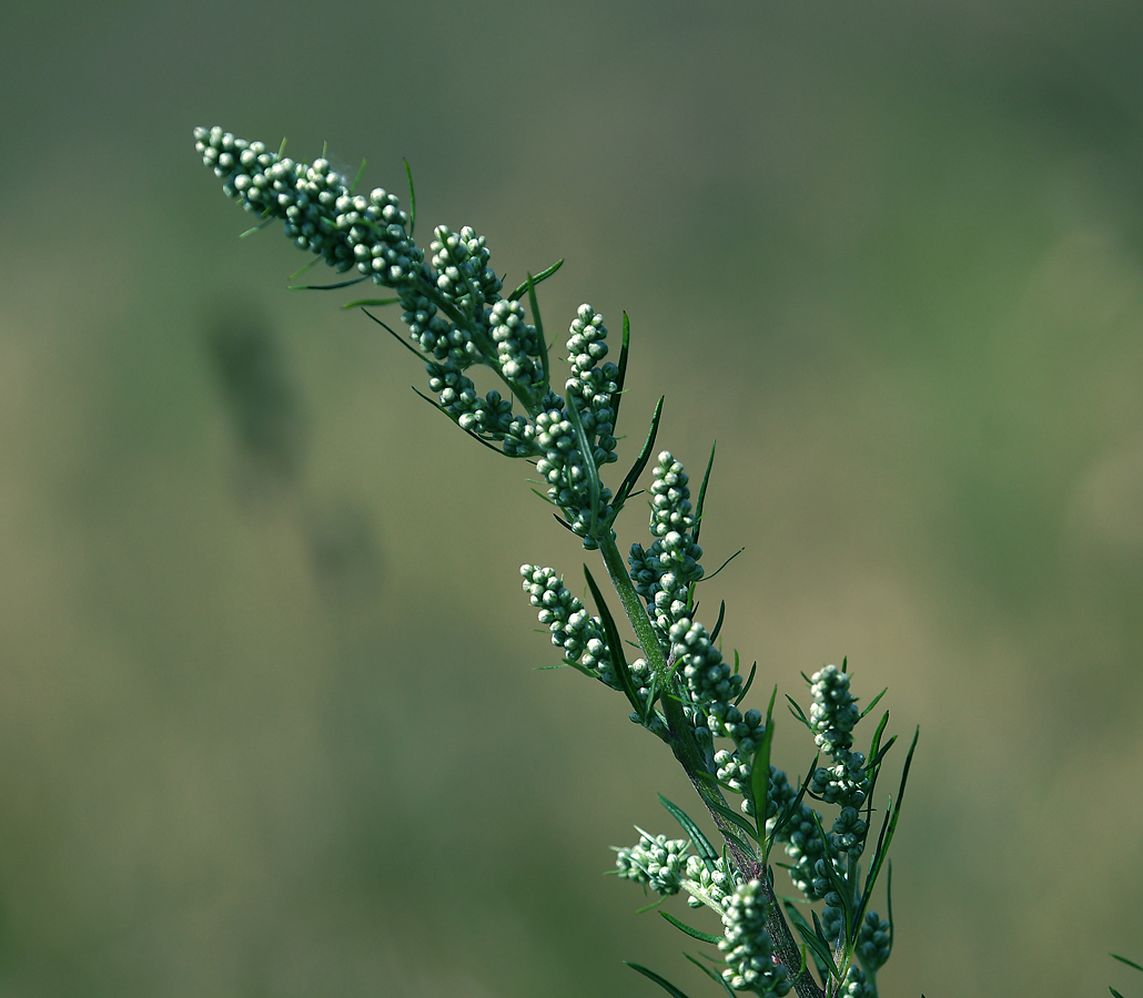 Изображение особи Artemisia vulgaris.