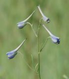 Delphinium grandiflorum. Соцветие с аномальными цветками (с раздвоенными шпорцами). Иркутская обл., Иркутский р-н, долина р. Иркут. 14.07.2014.