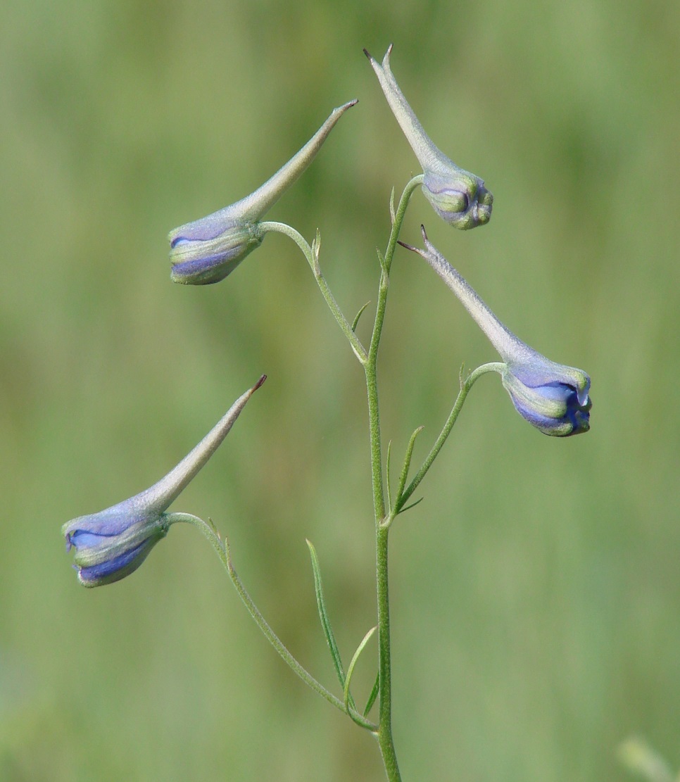 Image of Delphinium grandiflorum specimen.