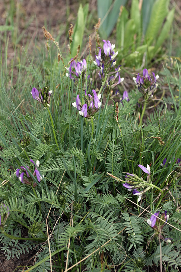Image of Astragalus masenderanus specimen.