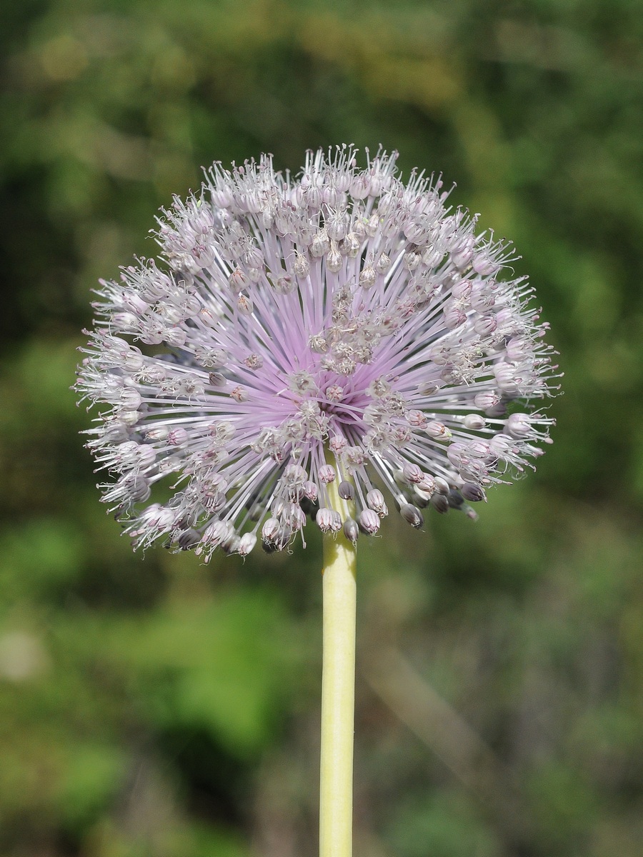 Image of genus Allium specimen.