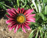 Gazania rigens. Соцветие. Крым, Симферополь, ботсад университета. 24 июля 2009 г.