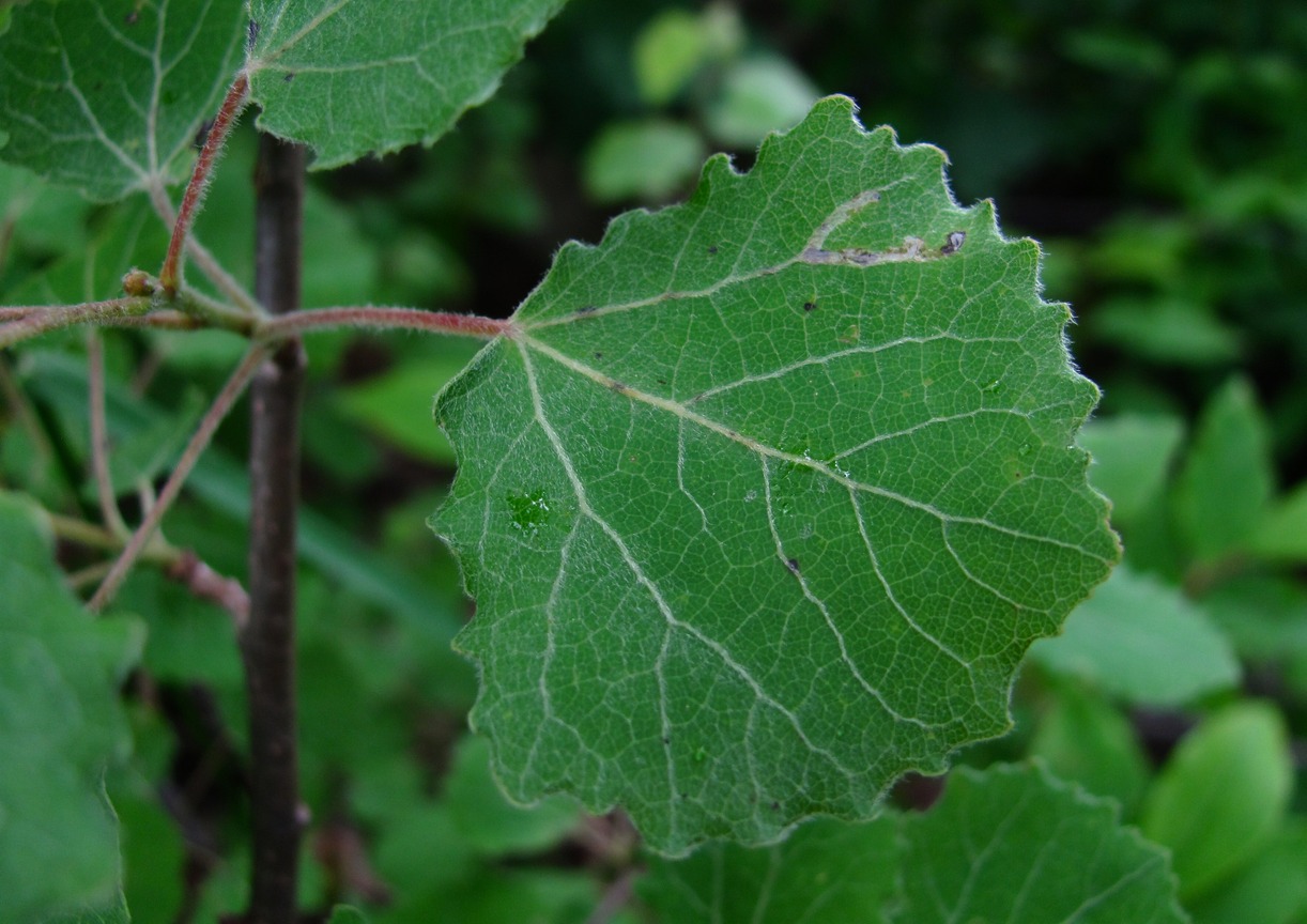 Image of Populus tremula specimen.