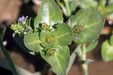 Veronica beccabunga ssp. muscosa