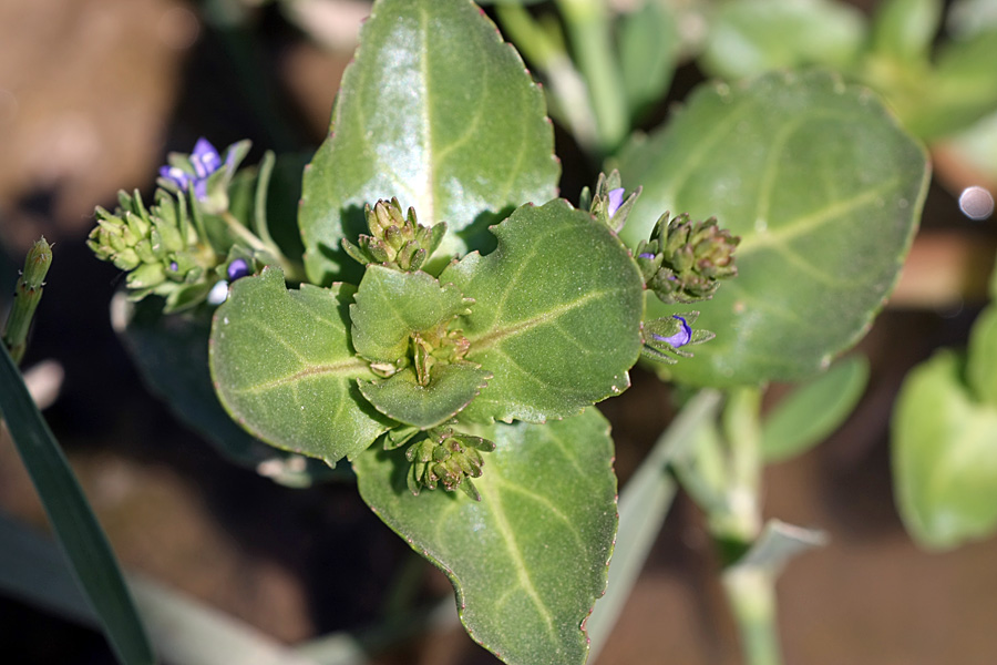 Image of Veronica beccabunga ssp. muscosa specimen.
