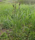 Carex melanostachya. Цветущие растения. Краснодарский край, м/о г. Геленджик, хр. Маркотх, гора Мухины Поляны, горный луг. 10.05.2015.