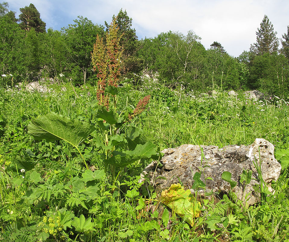 Изображение особи Rumex alpinus.