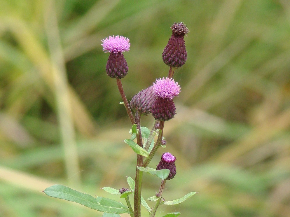 Изображение особи Cirsium setosum.