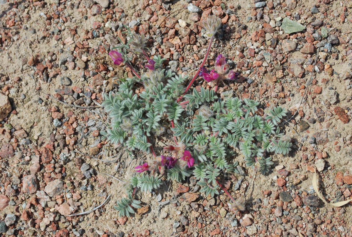 Image of Oxytropis gymnogyne specimen.