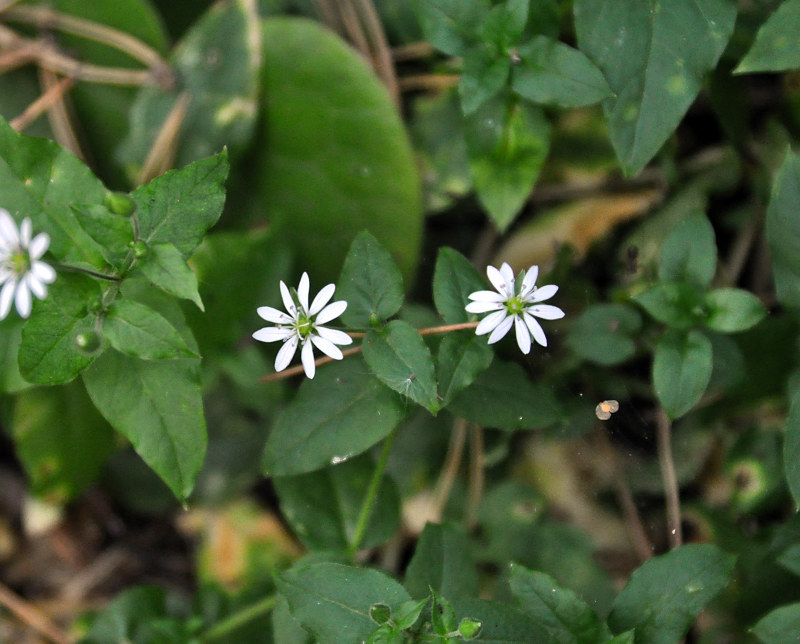 Изображение особи Myosoton aquaticum.