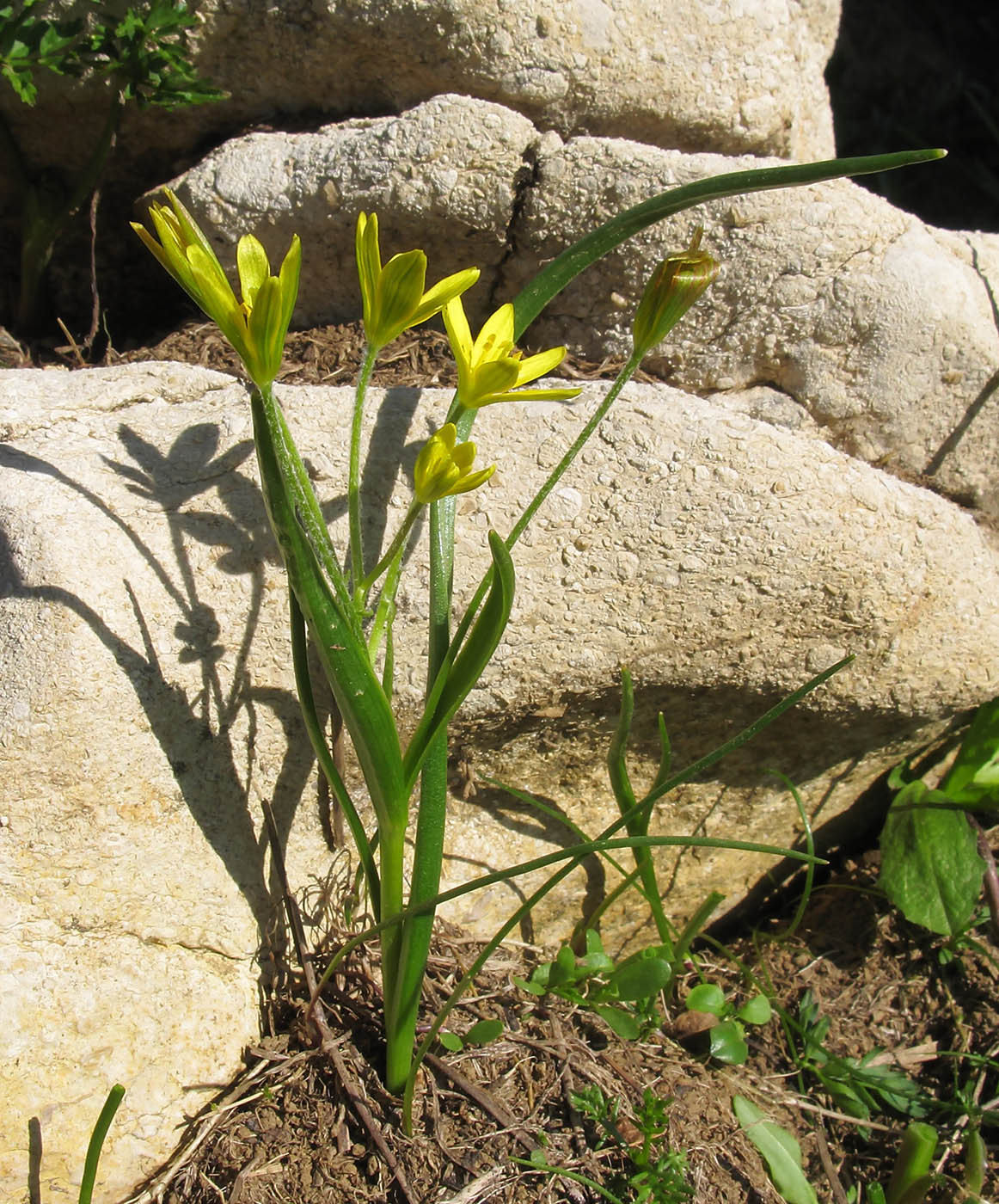 Изображение особи Gagea sulfurea.