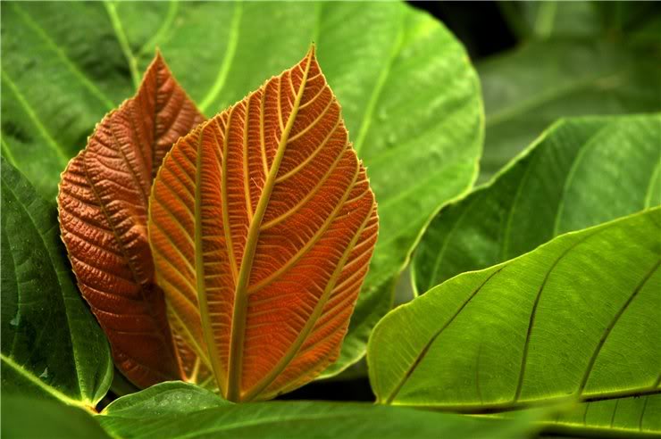 Изображение особи Ficus auriculata.