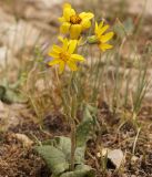 Ligularia narynensis