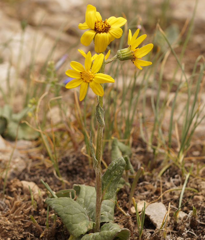 Изображение особи Ligularia narynensis.