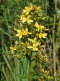 Hypericum hirsutum