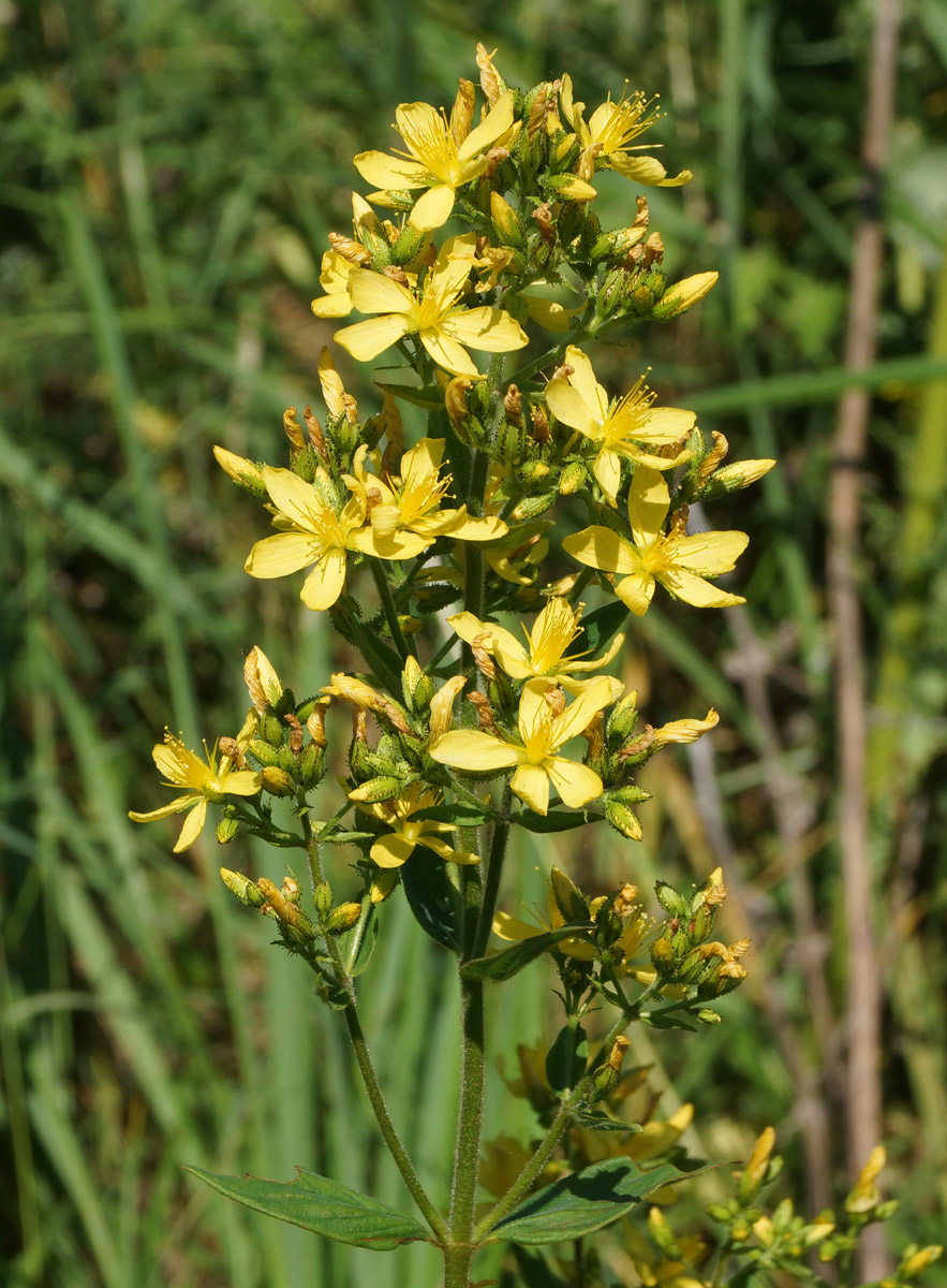 Изображение особи Hypericum hirsutum.