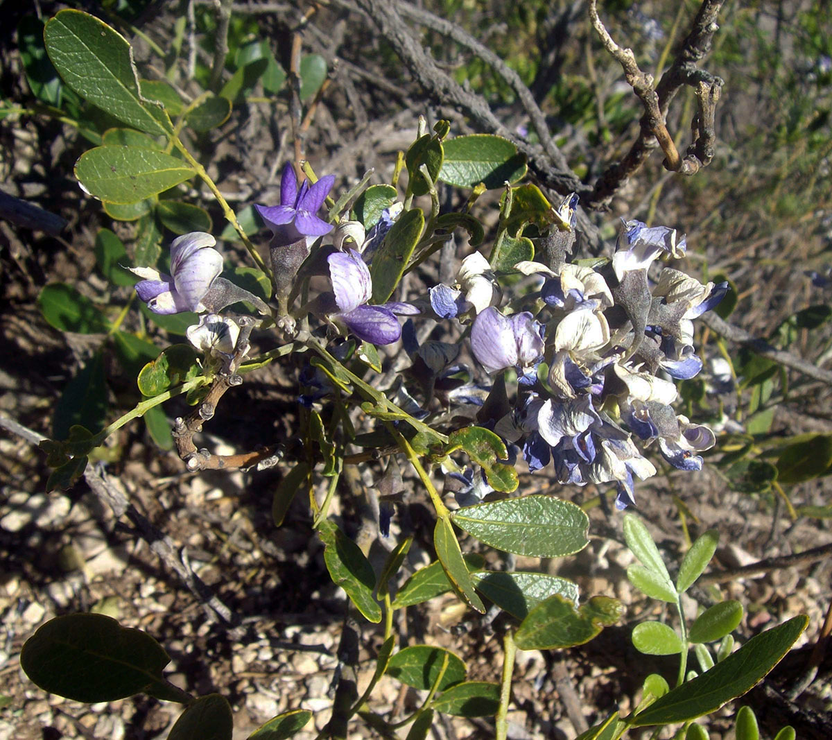 Изображение особи Sophora secundiflora.