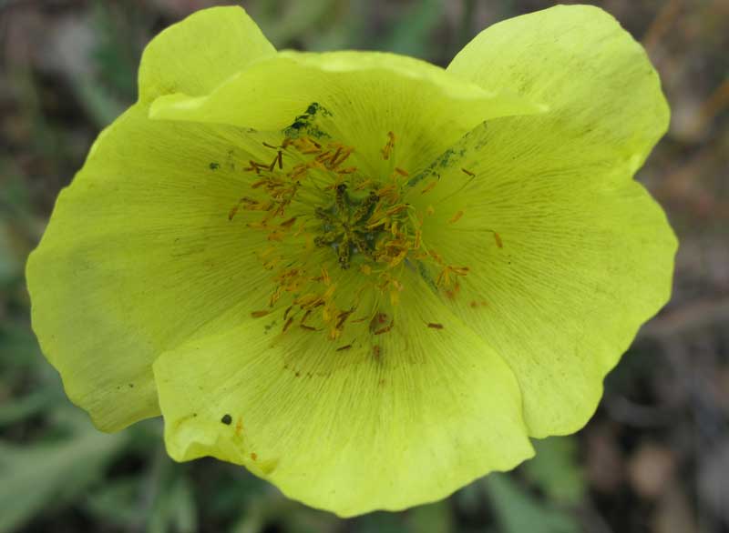 Image of genus Papaver specimen.