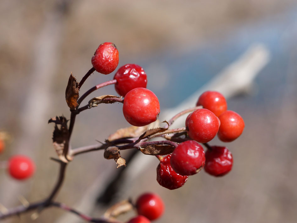 Image of Rosa beggeriana specimen.