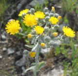 Pilosella echioides