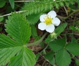 Fragaria orientalis. Побег с цветком и бутоном. Якутия (Саха), южные окр. г. Якутска, тайга. 11.06.2012.