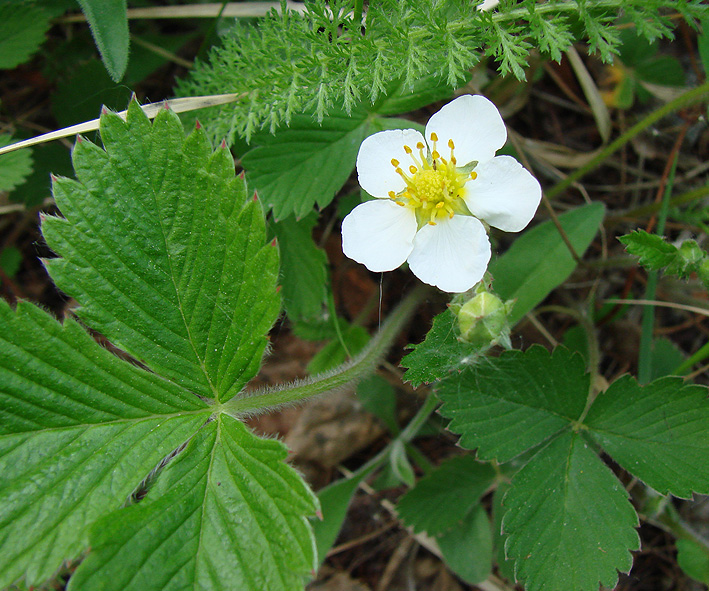 Изображение особи Fragaria orientalis.