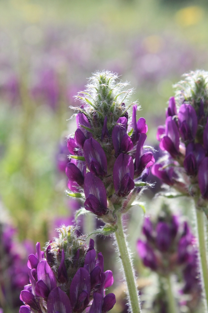 Image of Oxytropis sylvatica specimen.