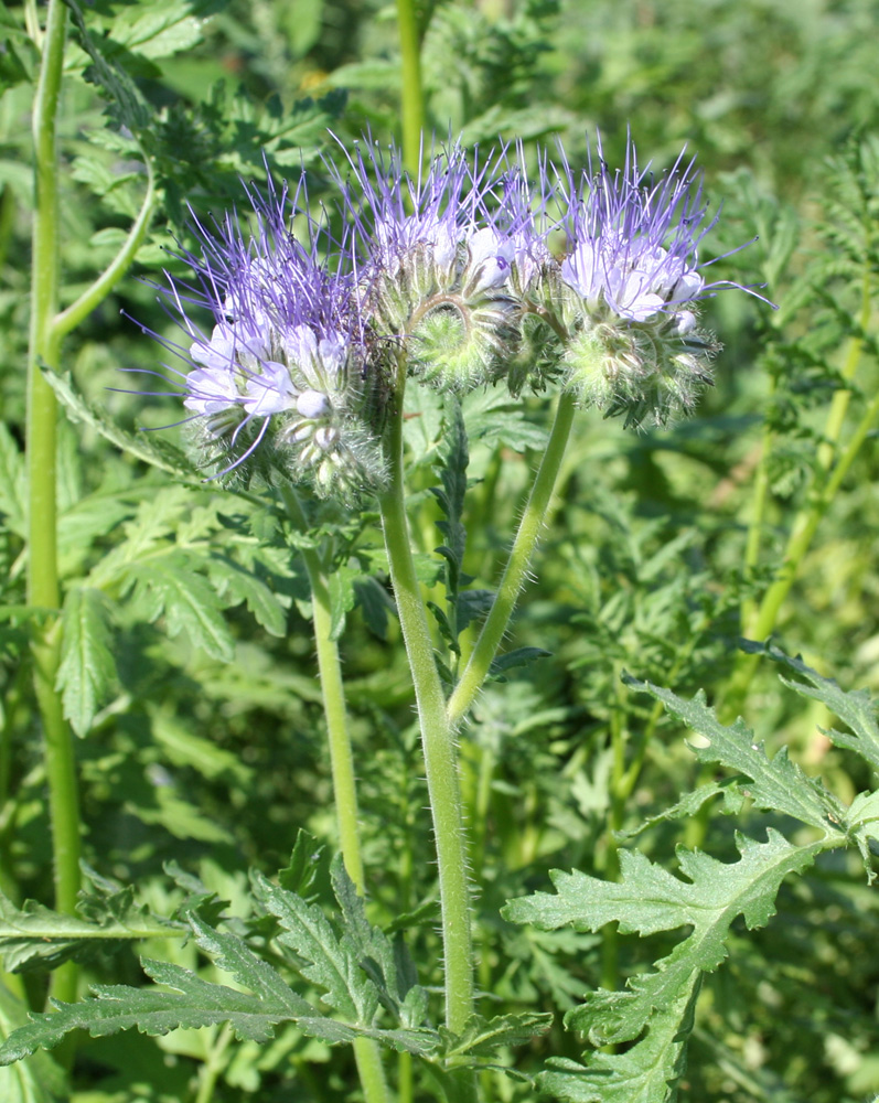 Image of Phacelia tanacetifolia specimen.