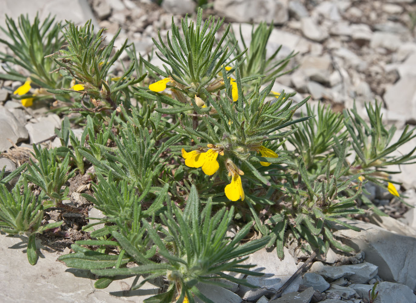 Image of Ajuga chia specimen.