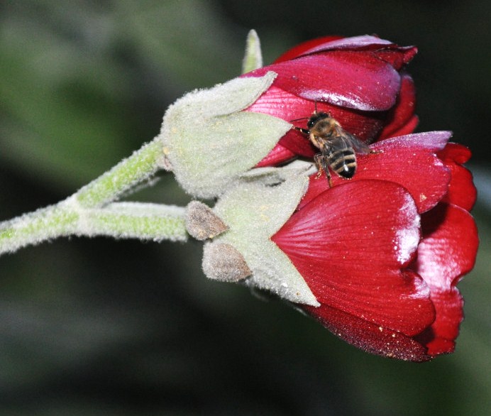 Изображение особи Phymosia umbellata.