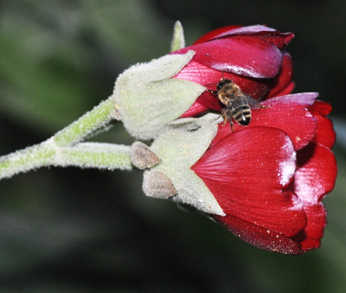 Image of Phymosia umbellata specimen.