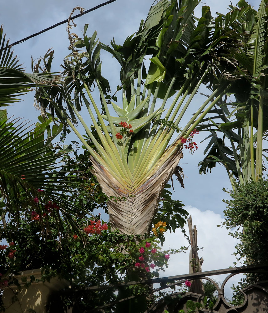 Изображение особи Ravenala madagascariensis.