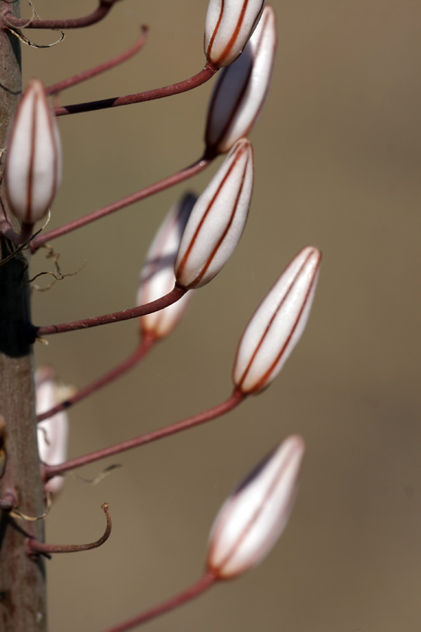 Image of Eremurus tianschanicus specimen.