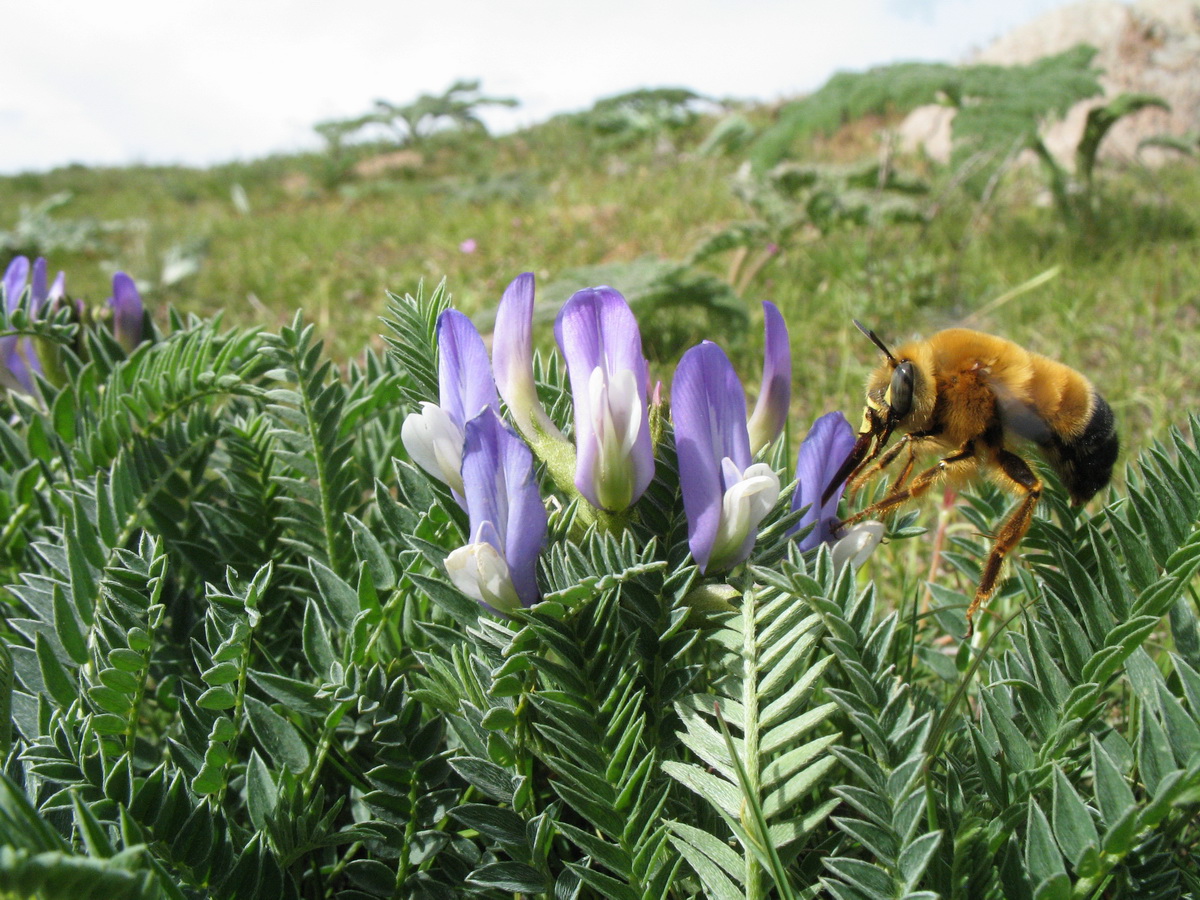 Изображение особи Astragalus skorniakowii.