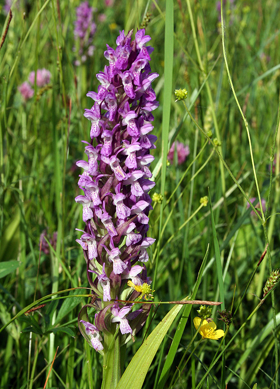 Изображение особи Dactylorhiza incarnata.