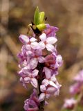 Daphne mezereum