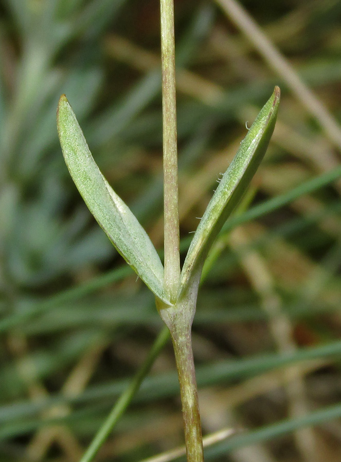 Image of Holosteum marginatum specimen.