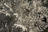 Senecio cineraria