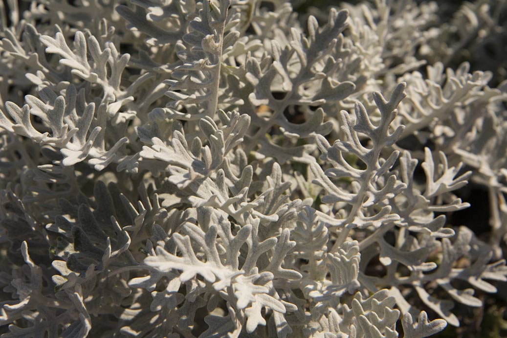 Изображение особи Senecio cineraria.