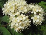 Sorbus aucuparia