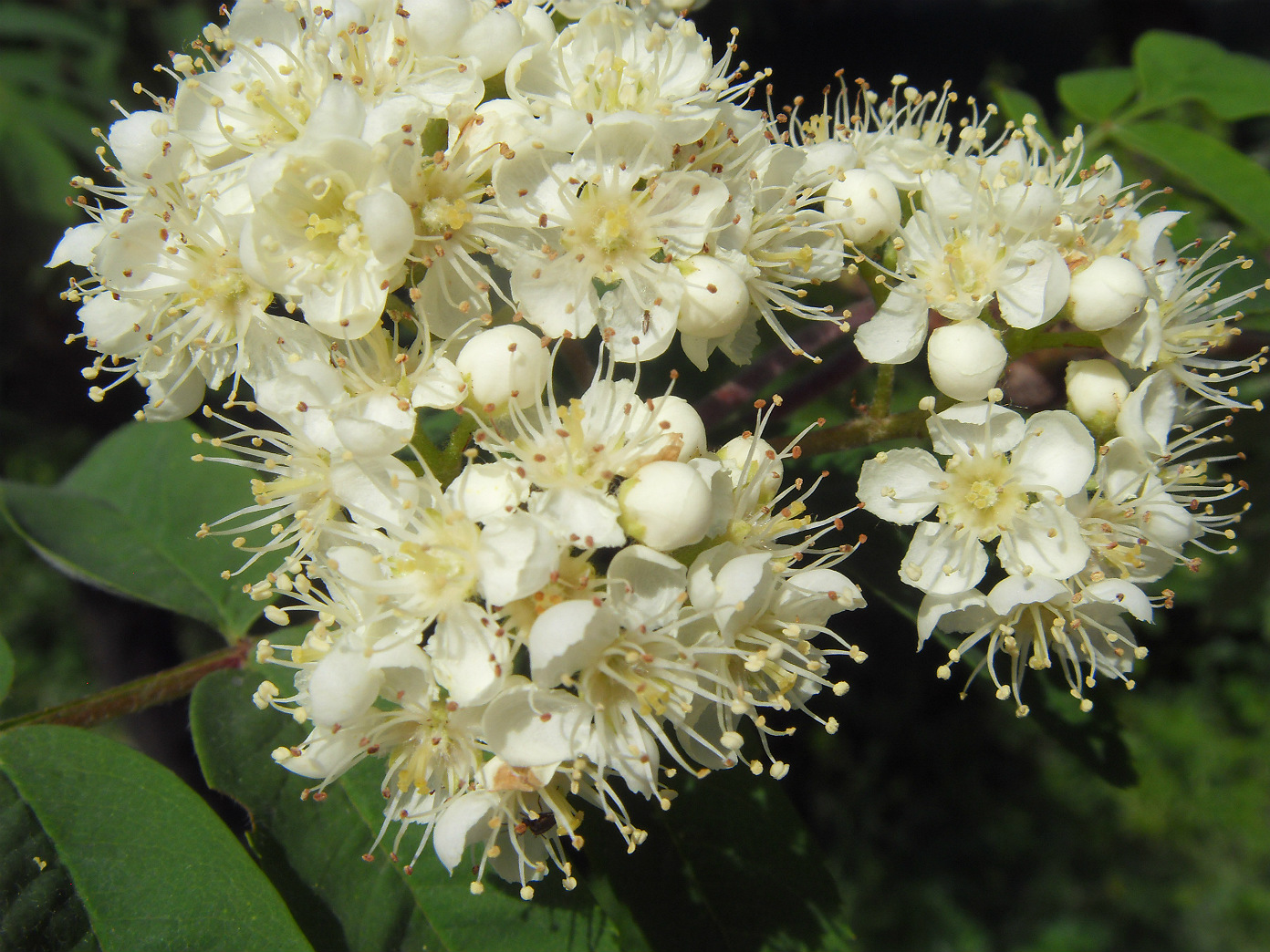 Изображение особи Sorbus aucuparia.