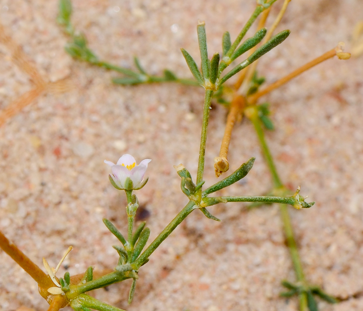 Изображение особи Polycarpaea robbairea.