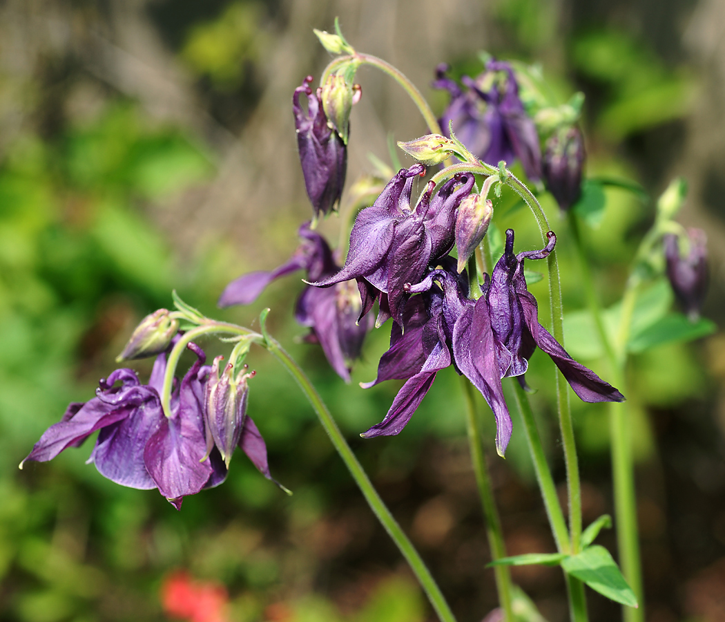 Изображение особи Aquilegia vulgaris.