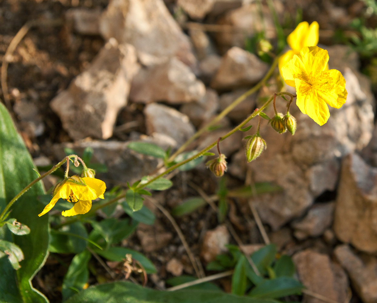 Изображение особи род Helianthemum.