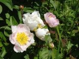 Paeonia lactiflora. Цветки и бутон. Приморье, окр. г. Находка, склон сопки. 09.06.2016.