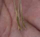 Tragopogon dubius subspecies major. Плоды-семянки (нижняя часть). Белгородская обл., Губкинский р-н, запов. «Белогорье», Ямская степь. 14 июня 2009 г.